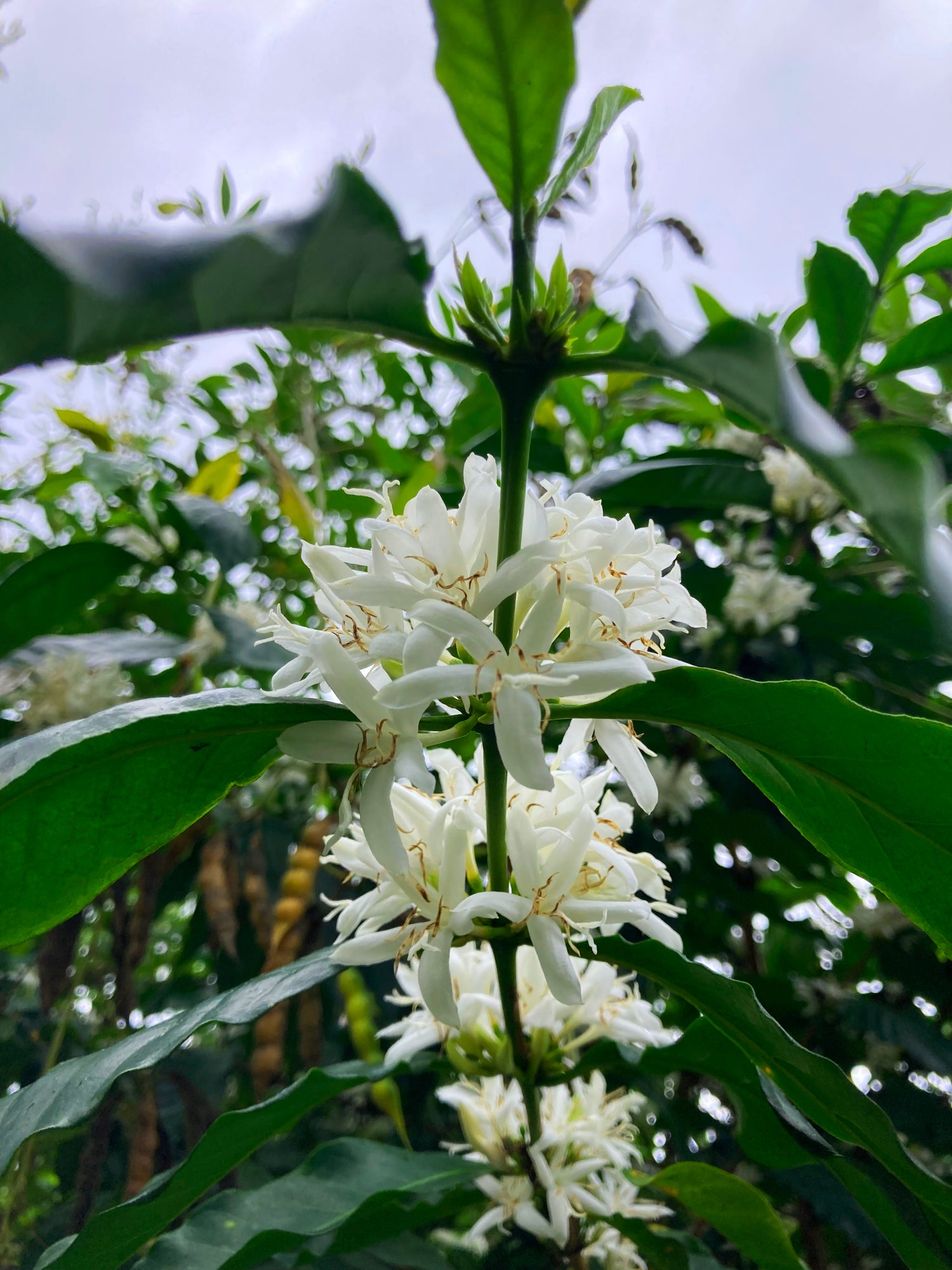Big Web Farm Coffee Flowers